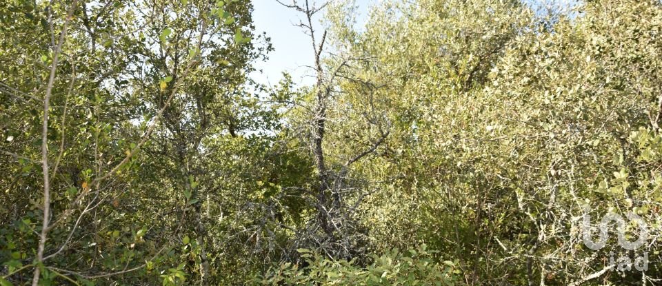 Terrain à Areias e Pias de 7 520 m²