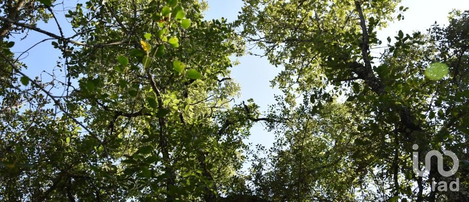 Terrain à Areias e Pias de 7 520 m²