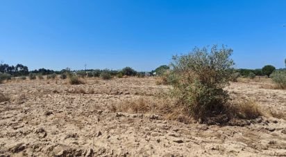 Terrain à bâtir à Branca de 7 020 m²