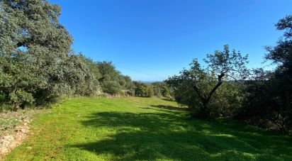 Terrain à São Brás de Alportel de 9 000 m²