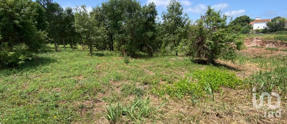 Land in Cadaval e Pêro Moniz of 11,320 m²