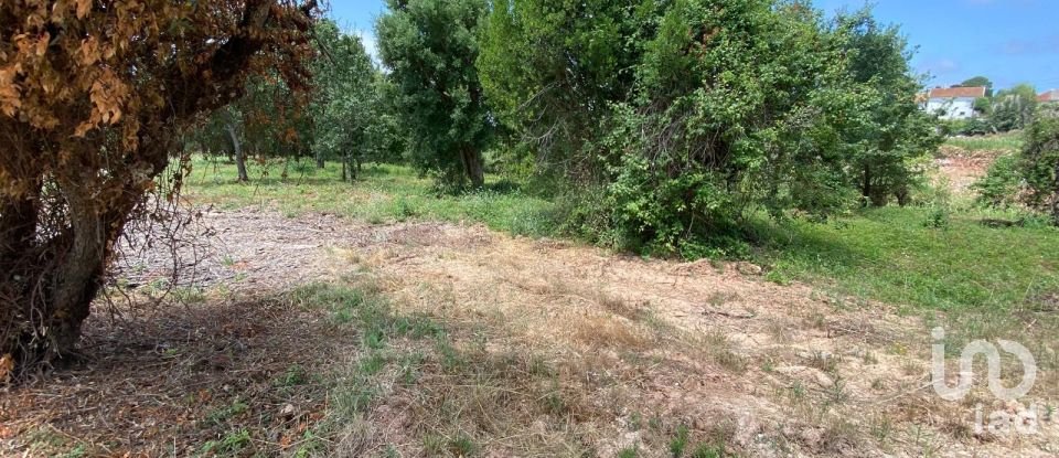 Land in Cadaval e Pêro Moniz of 11,320 m²