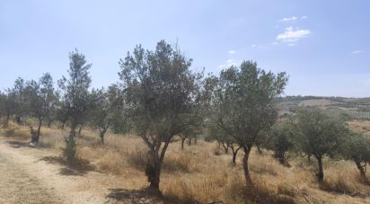 Gîte T2 à Castelo Branco de 144 m²