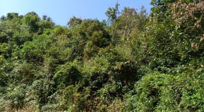 Terrain à Alcobaça e Vestiaria de 12 200 m²