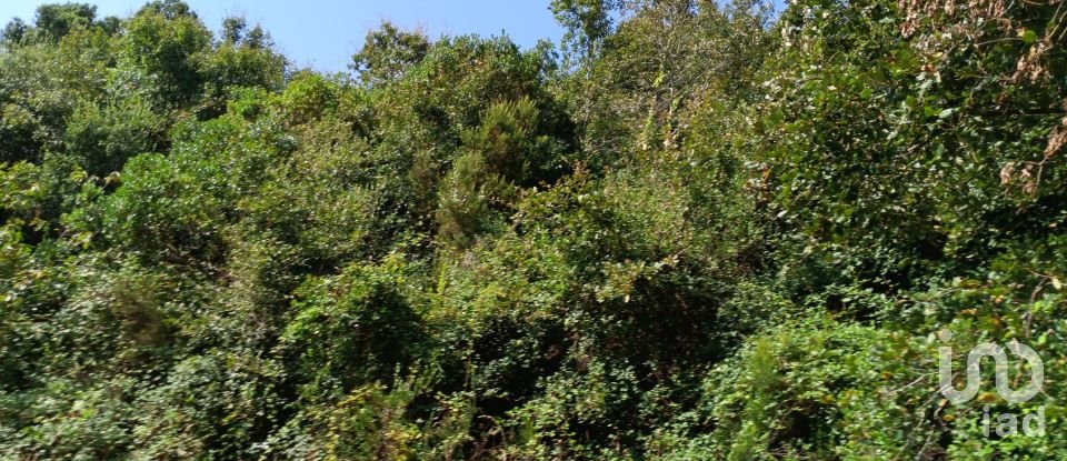 Terrain à Alcobaça e Vestiaria de 12 200 m²