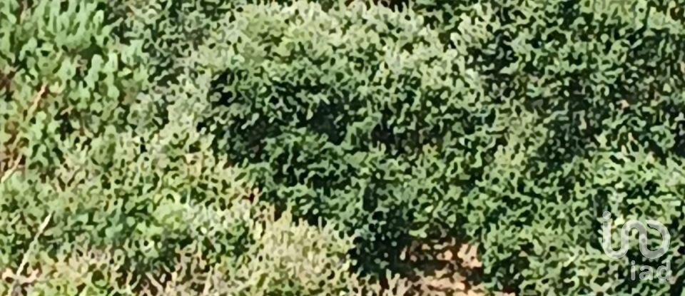 Terrain à Alcobaça e Vestiaria de 12 200 m²