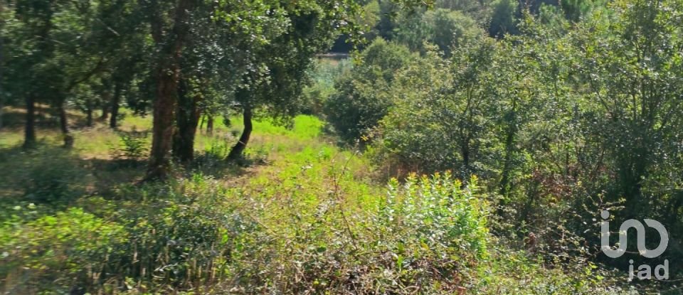 Terrain à Alcobaça e Vestiaria de 12 200 m²