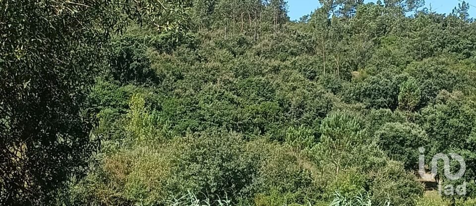 Terrain à Alcobaça e Vestiaria de 12 200 m²