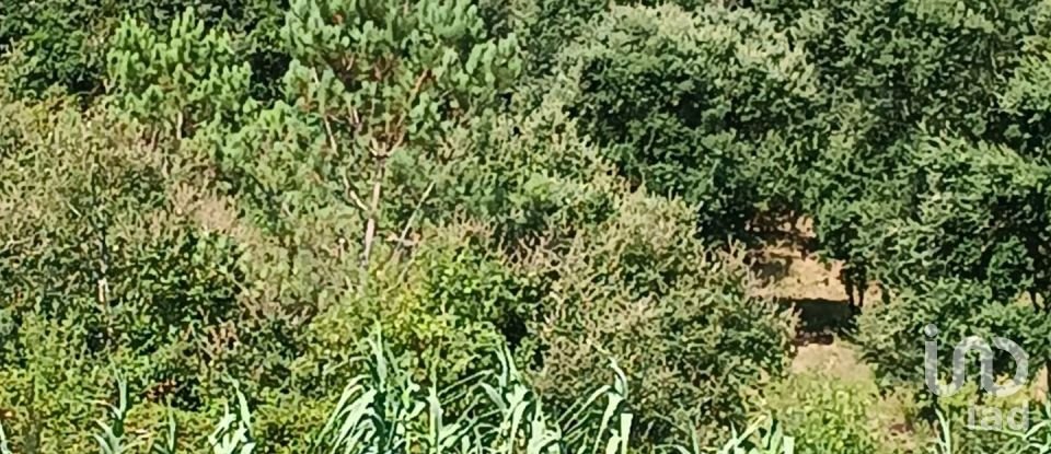 Terrain à Alcobaça e Vestiaria de 12 200 m²