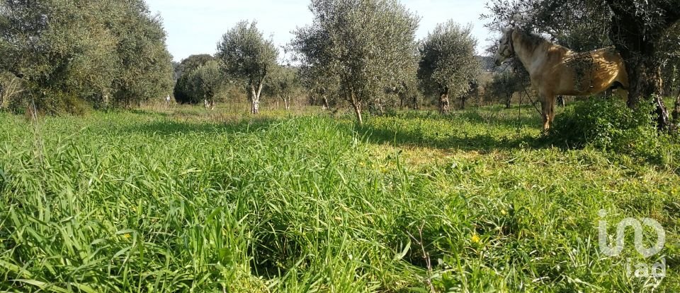 Terreno em Igreja Nova do Sobral de 7 665 m²