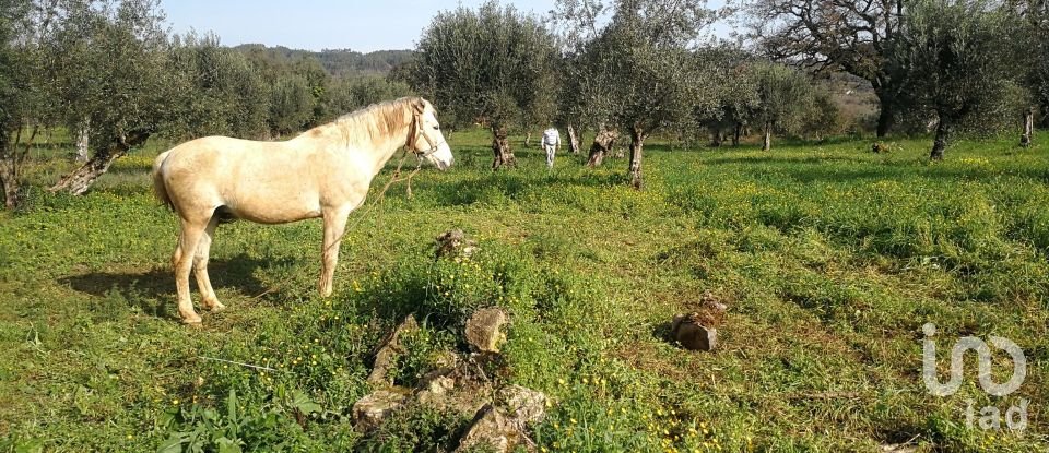 Terreno em Igreja Nova do Sobral de 7 665 m²