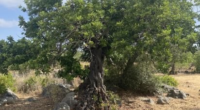Terrain à São Brás de Alportel de 10 000 m²