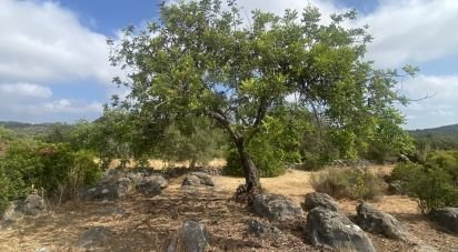 Land in São Brás de Alportel of 10,000 m²