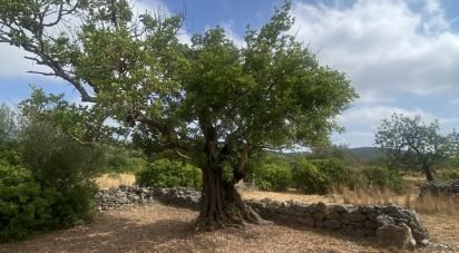 Land in São Brás de Alportel of 10,000 m²