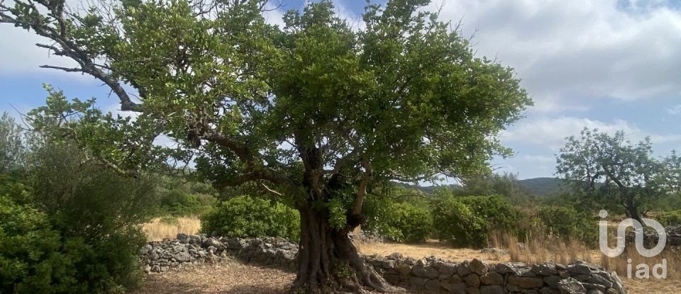 Terrain à São Brás de Alportel de 10 000 m²