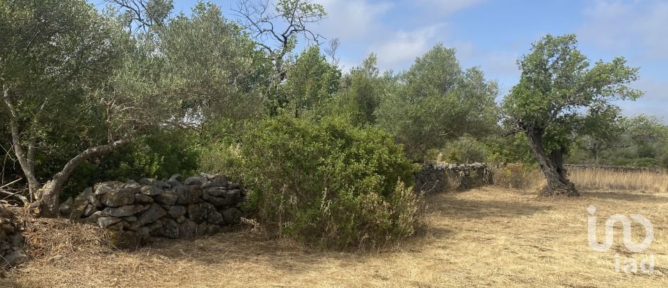 Terrain à São Brás de Alportel de 10 000 m²