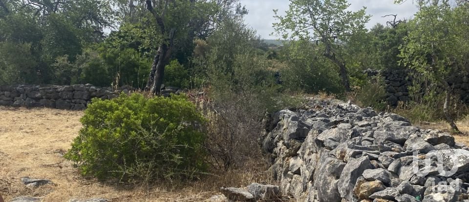 Terrain à São Brás de Alportel de 10 000 m²