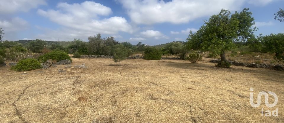 Terrain à São Brás de Alportel de 10 000 m²