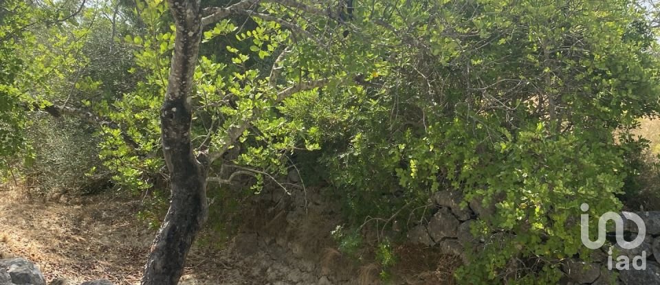 Terrain à São Brás de Alportel de 10 000 m²