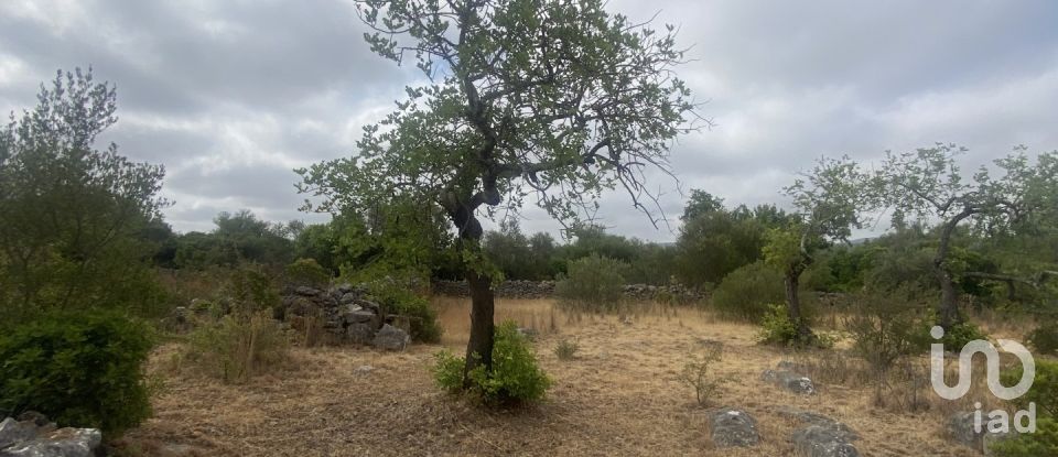 Terrain à São Brás de Alportel de 10 000 m²