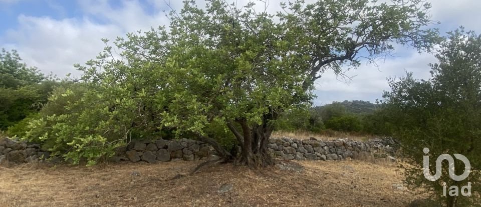 Terrain à São Brás de Alportel de 10 000 m²