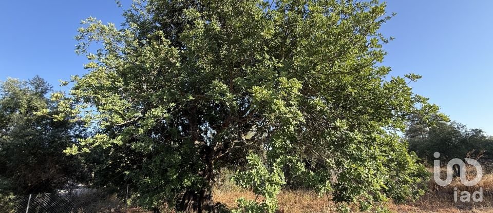 Building plot in Santa Bárbara de Nexe of 3,280 m²