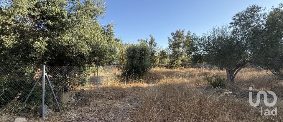 Building plot in Santa Bárbara de Nexe of 3,280 m²