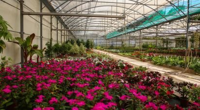 Boutique/Local commercial à Ramalhal de 8 000 m²