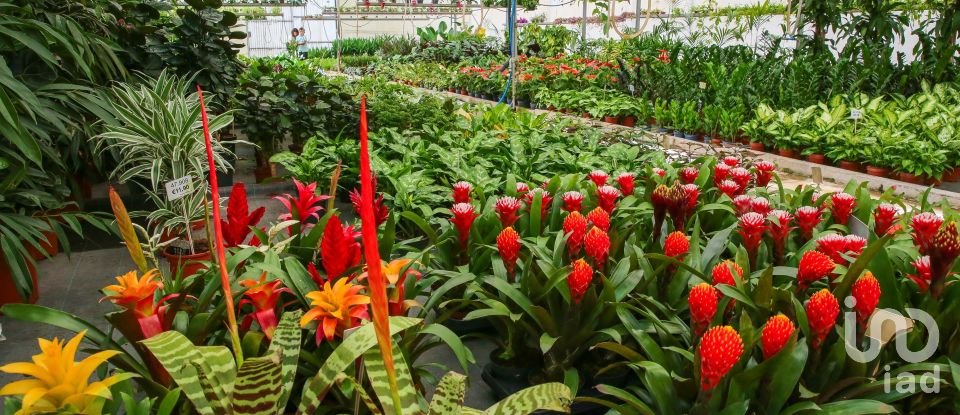 Boutique/Local commercial à Ramalhal de 8 000 m²