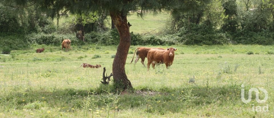 Terreno urbano em Poceirão e Marateca de 869 461 m²