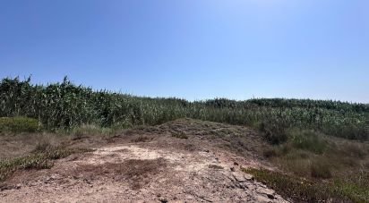 Terrain à Ferrel de 3 800 m²