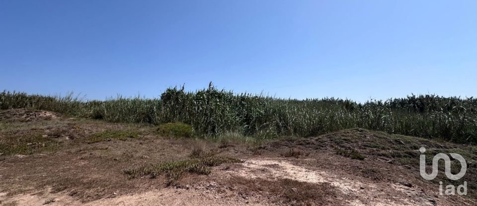 Land in Ferrel of 3,800 m²