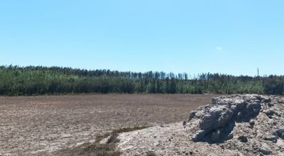 Terrain à Ferrel de 3 440 m²