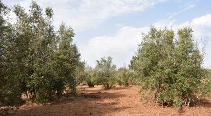 Terrain à Areias e Pias de 1 040 m²