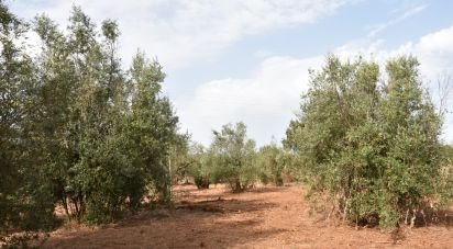 Terrain à Areias e Pias de 1 040 m²