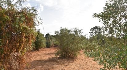 Terrain à Areias e Pias de 1 040 m²