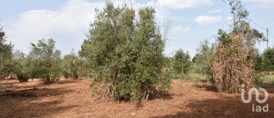 Terreno em Areias e Pias de 1 040 m²