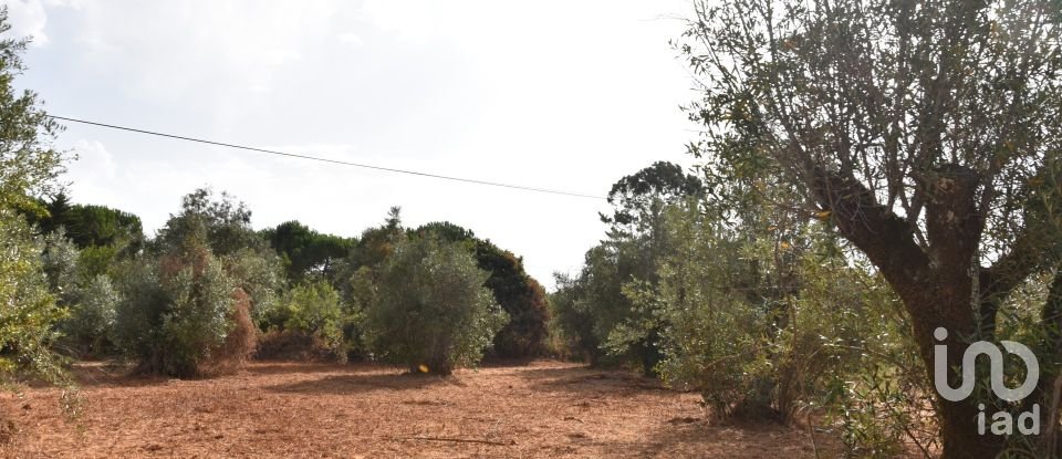 Terreno em Areias e Pias de 1 040 m²