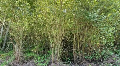 Terrain à Carvoeira de 2 187 m²