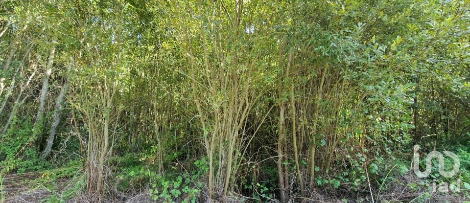 Terreno em Carvoeira de 2 187 m²