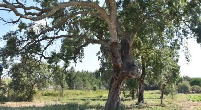 Terrain à bâtir à Amor de 2 619 m²