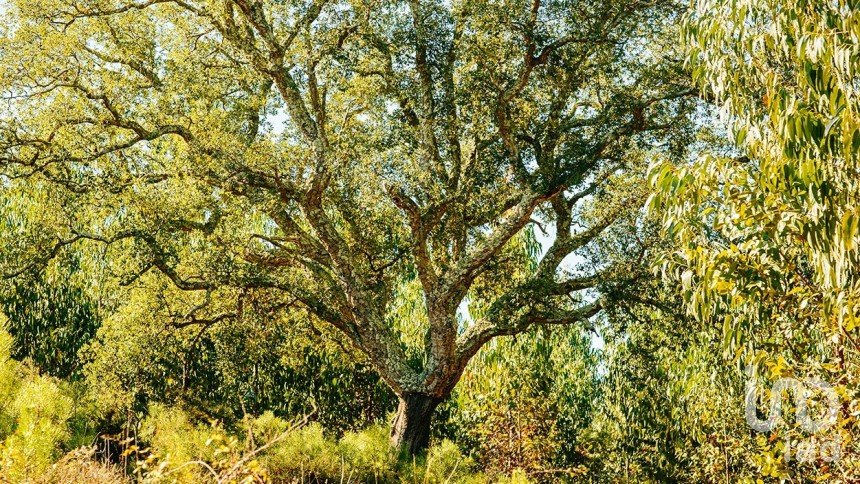 Terreno em Marmeleira e Assentiz de 23 240 m²