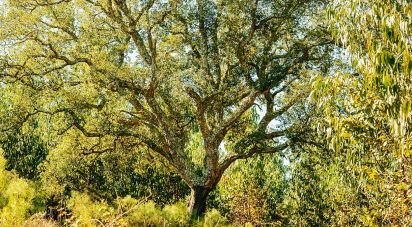 Land in Marmeleira e Assentiz of 22,160 m²