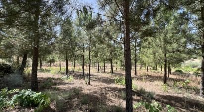 Terrain à Sernancelhe e Sarzeda de 44 527 m²