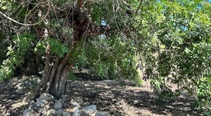 Terrain à Luz de Tavira e Santo Estêvão de 3 700 m²