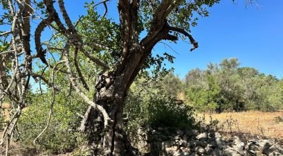 Terrain à Luz de Tavira e Santo Estêvão de 5 570 m²