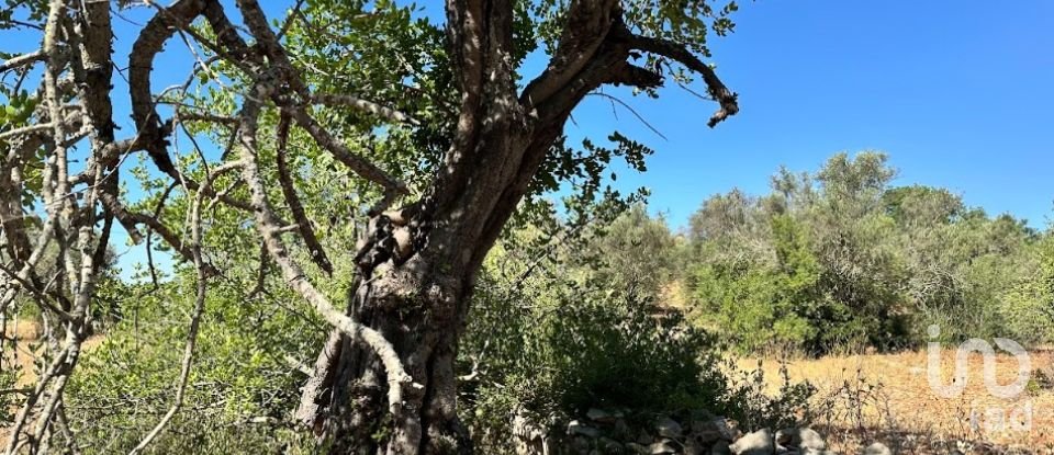Terrain à Luz de Tavira e Santo Estêvão de 5 570 m²