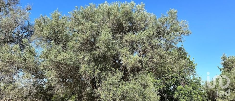 Terrain à Luz de Tavira e Santo Estêvão de 5 570 m²