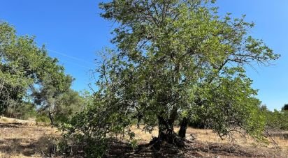 Terrain à Luz de Tavira e Santo Estêvão de 5 570 m²