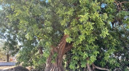 Terrain à Luz de Tavira e Santo Estêvão de 6 820 m²